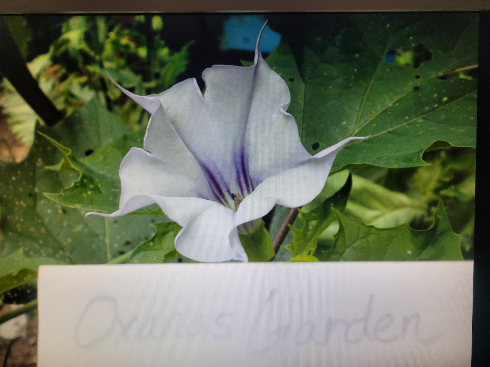 1000 + Datura Stramonium Jimsonweed Violet Datura Seeds 1/4 Oz