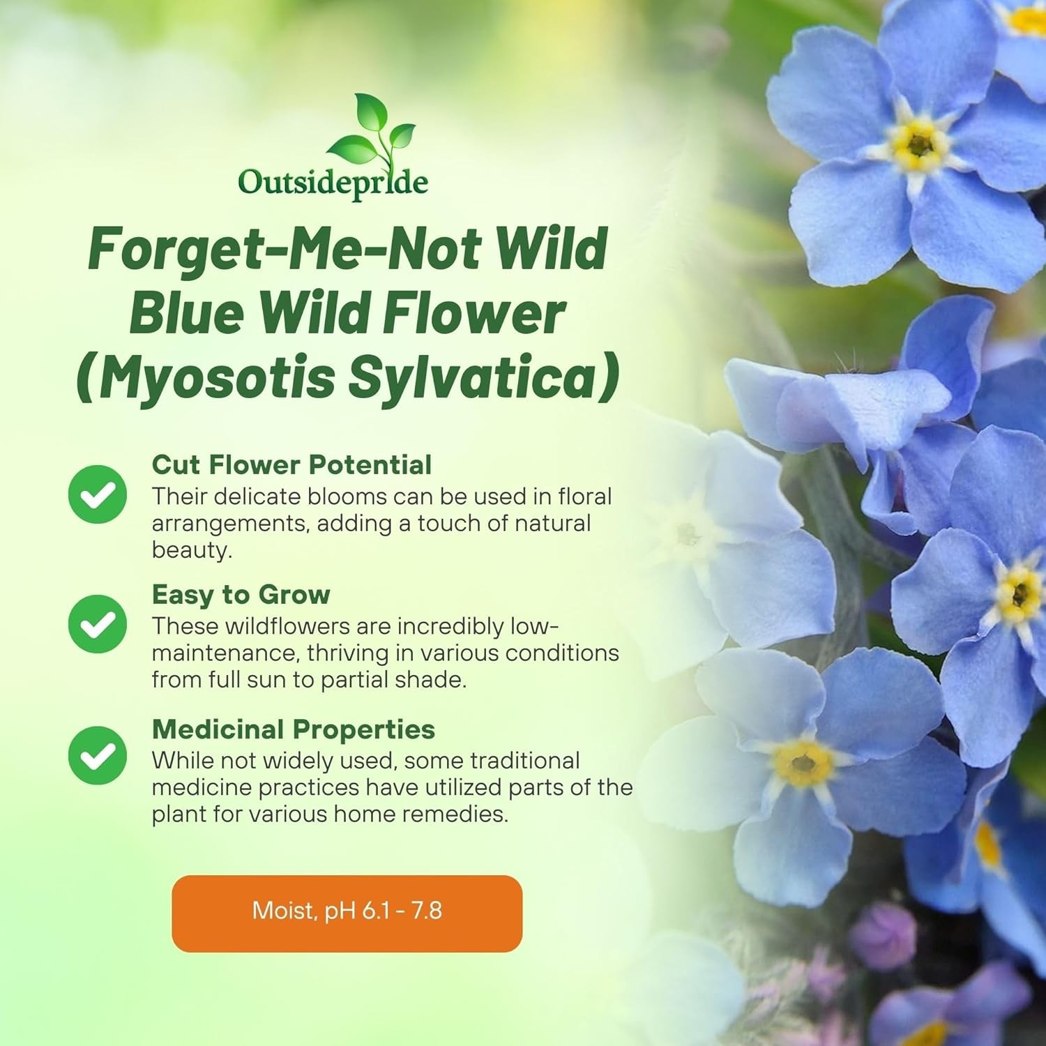 1 LB Sky Blue Forget Me Not Seed For Planting – Myosotis Sylvatica Ground