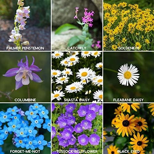 Rocky Mountain Wildflower Seed Mix 1 Lb Easy Grow Perennial And Annual Seeds