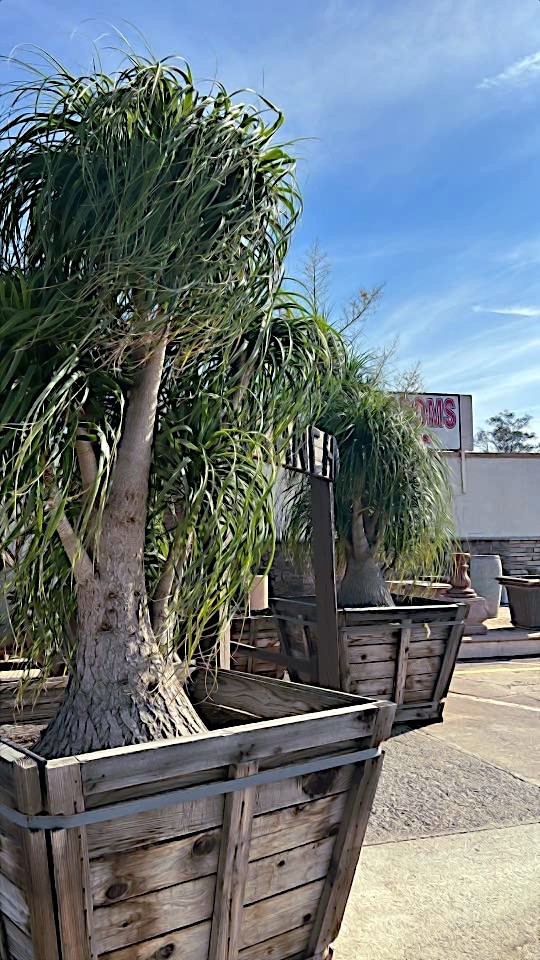 Ponytail Palm Tree Seeds (Beaucarnea recurvata) Elephant Foot Indoor House Plant