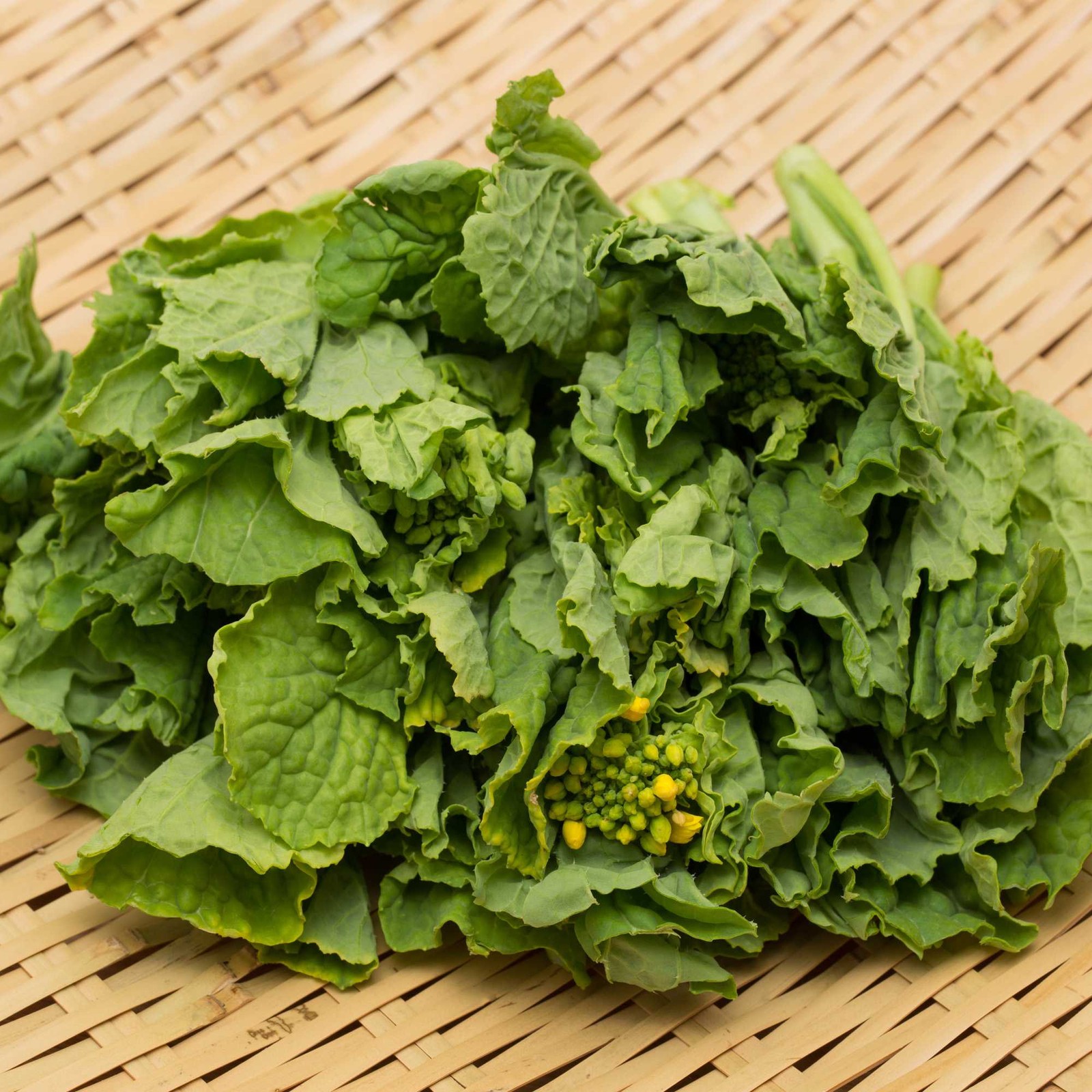 1 LB Trophy Rape Seed For Deer Food Plots – Brassicas