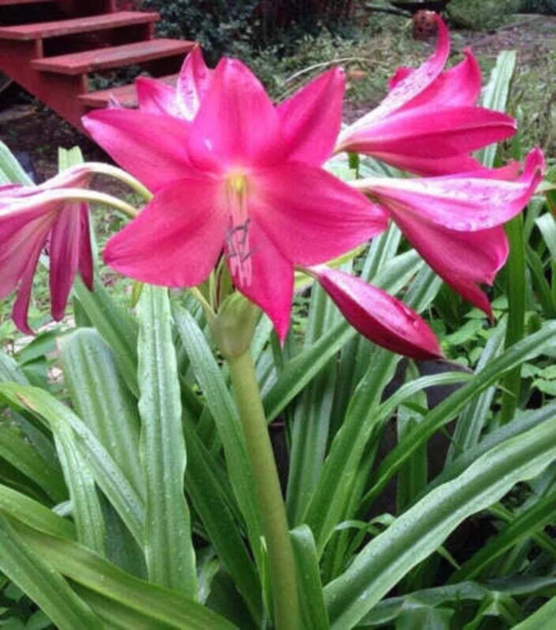 Crinum Lily Ellen Bonsanquet Nice Healthy Medium 2 Blooming size Bulbs