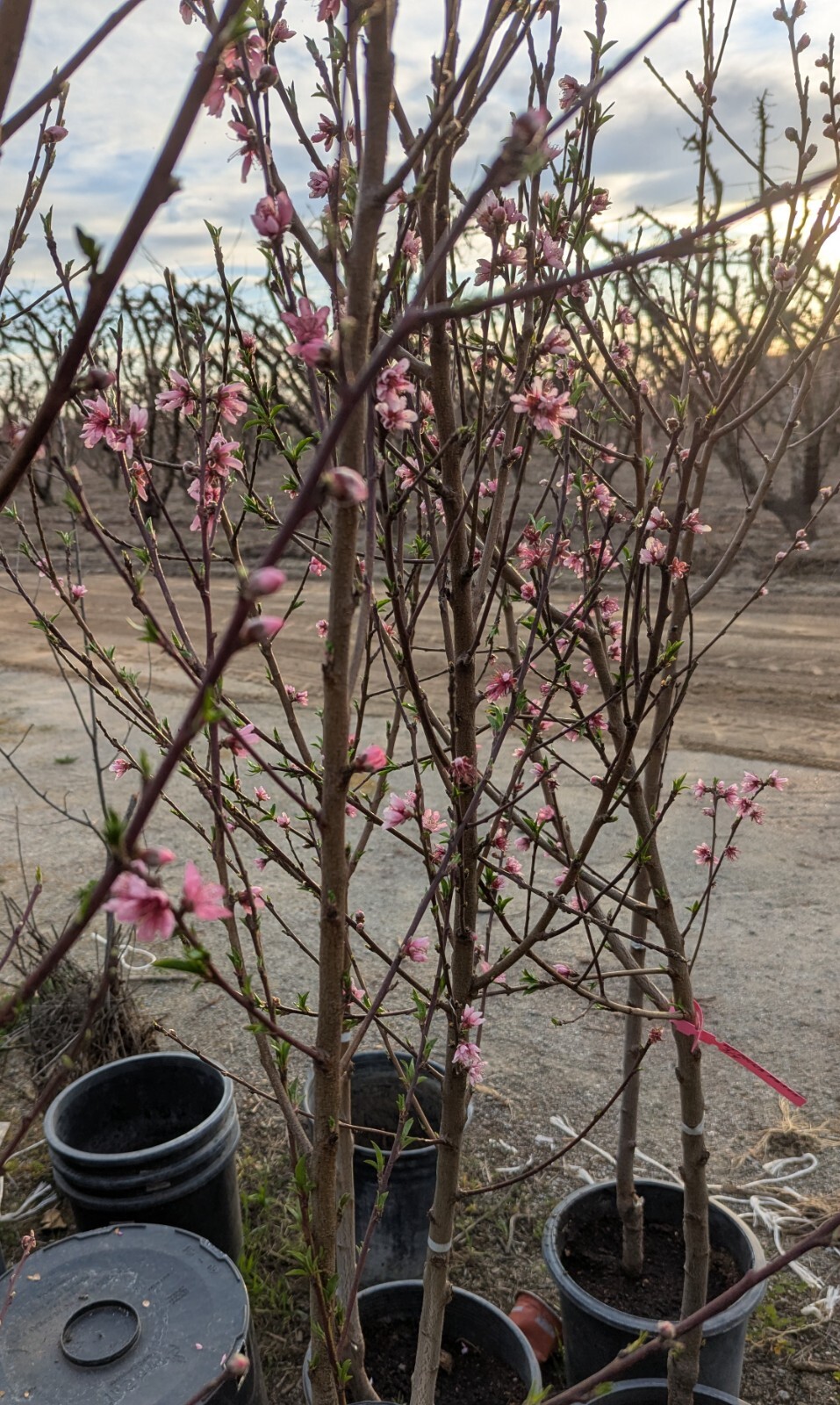 1 (One) Live “YELLOW DONUT PEACH” plant rooted about 36-40″ tall.