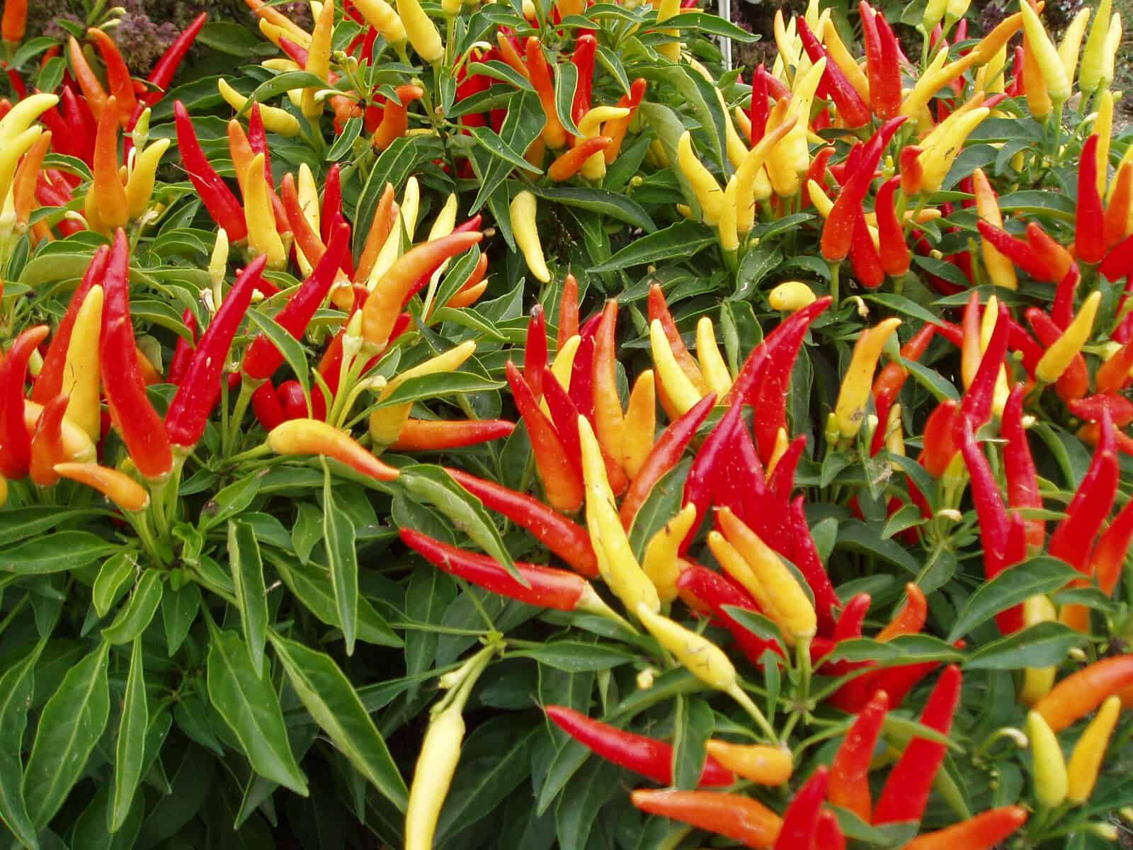 Chilly Chili Ornamental Pepper Seeds (15) / ORGANIC / FLORIDA GROWN