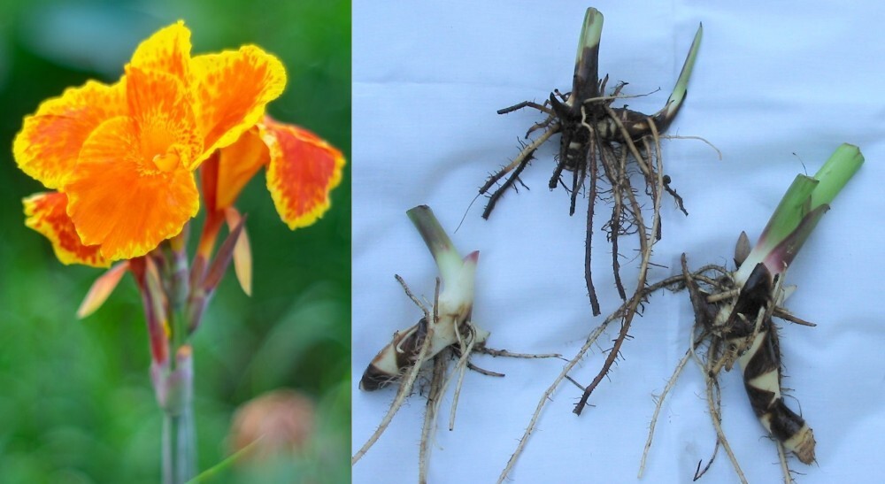 Canna Lily Rhizome Bulbs – Orange Yellow Flower – 3 Piece – Freshly Cut LIVE
