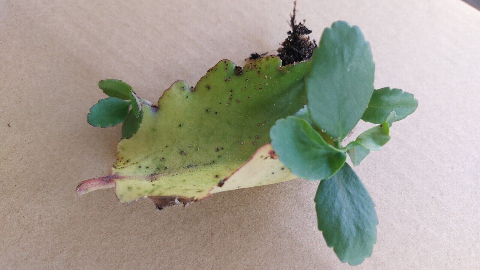 Organic Miracle leaf, Kalanchoe Pinnata Plant, Bryophyllum Pinnatum 12 leaves