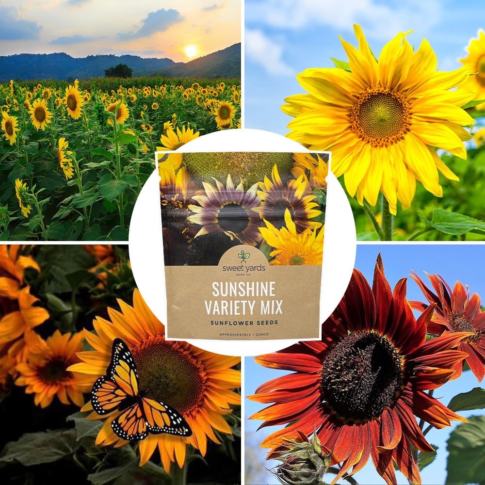 Sunflower Variety Mix 10 Types Bulk 1 Ounce Packet Open Pollinated Seeds