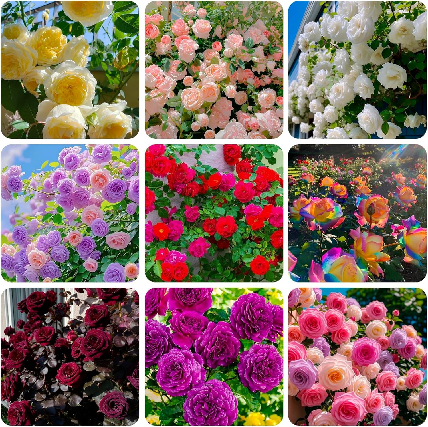 300+Mixed Climbing Rose Rosa Seeds for Planting Outdoors -Heirloom Garden red