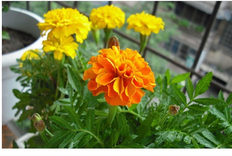 200+Petite French Marigold Seeds Mix Garden Pest Deterrent Dwarf Flowers USA