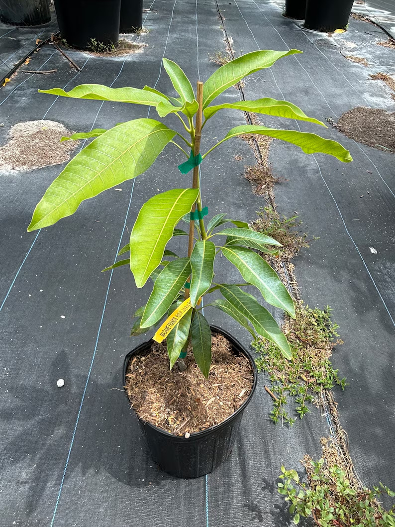 Delicious Rare Peach Cobbler Semi-Dwarf Sweet Grafted 3 gallon Mango Tree 2-3 ft