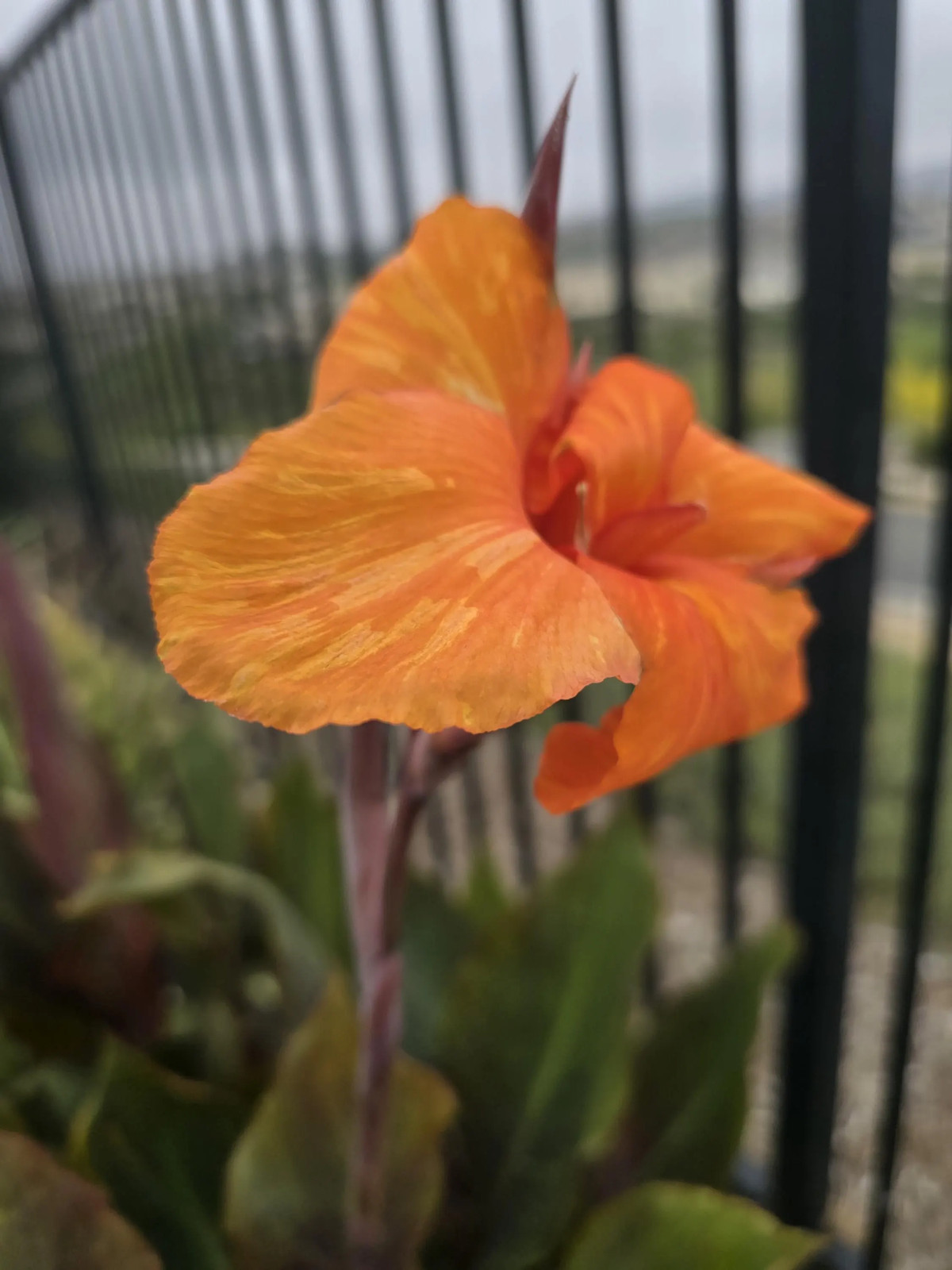 Canna Lily Wyoming Rhizomes – Orange Blooms, Burgundy Foliage – 2-Rhizomes
