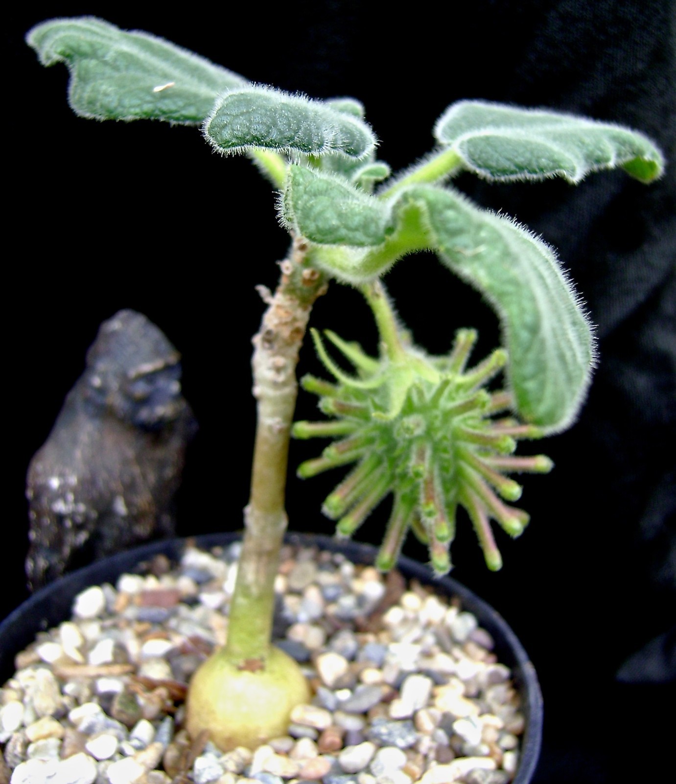 Uncarina roeoesliana succulent caudiciform