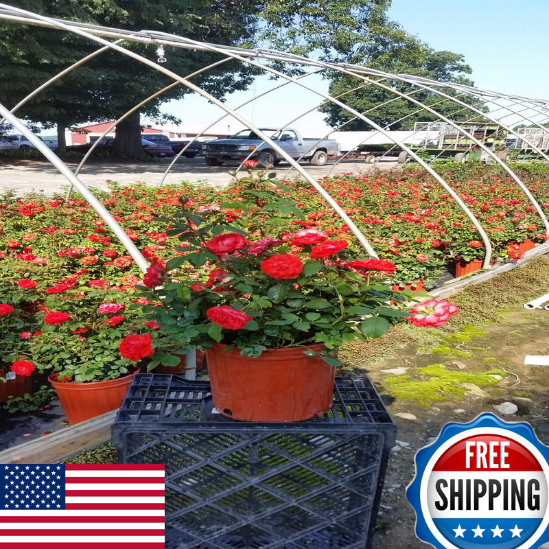 Live Plant From Green Promise Farms Rosa True Passion Shrub Rose 2-Size