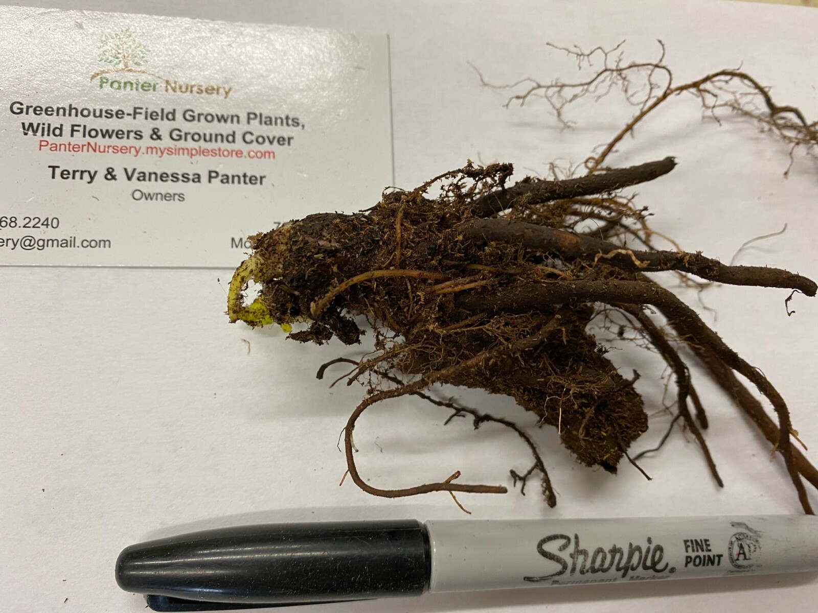 CELANDINE POPPY 20 bulb (Stylophorum eiphyllym