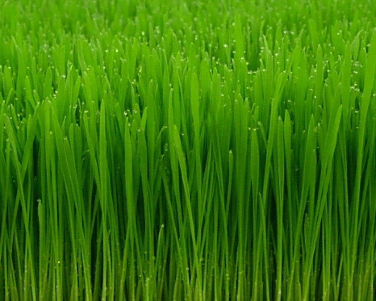 Seeds 4 Pounds Wheatgrass wheat grass Catnip Substitute Cat Dog Pets Pasto Trigo