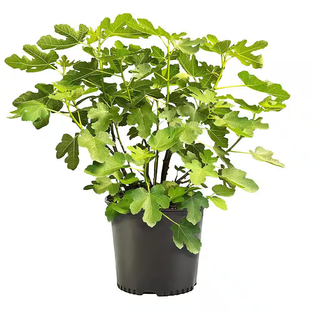 1 Gal. Brown Turkey Fig Tree Plant with Green Foliage