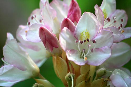 Rosebay Rhododendron, Rhododendron maximum, Shrub Seeds