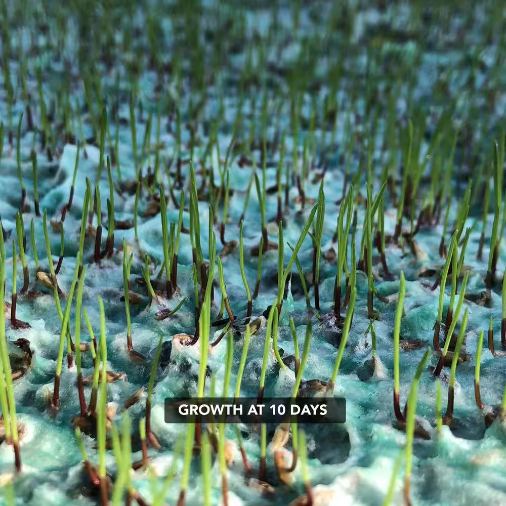 GrowTrax Sun & Shade Grass Seed Mat 100 Sq Ft Lawn Repair Roll