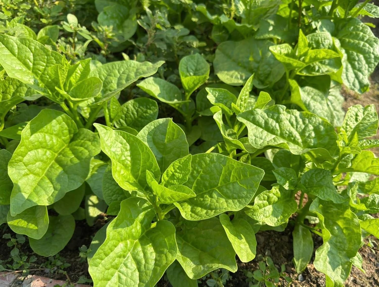100+ Organic Malabar Spinach Seeds – Rau Mồng Tơi – Basella Alba – Climbing Spin