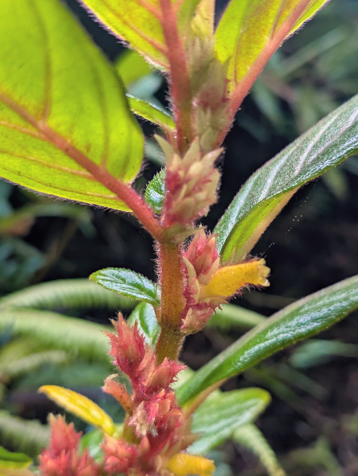 xTwo 4″ inch long bare Cuttings : Pink Columnea Vine exotic look needs humidity