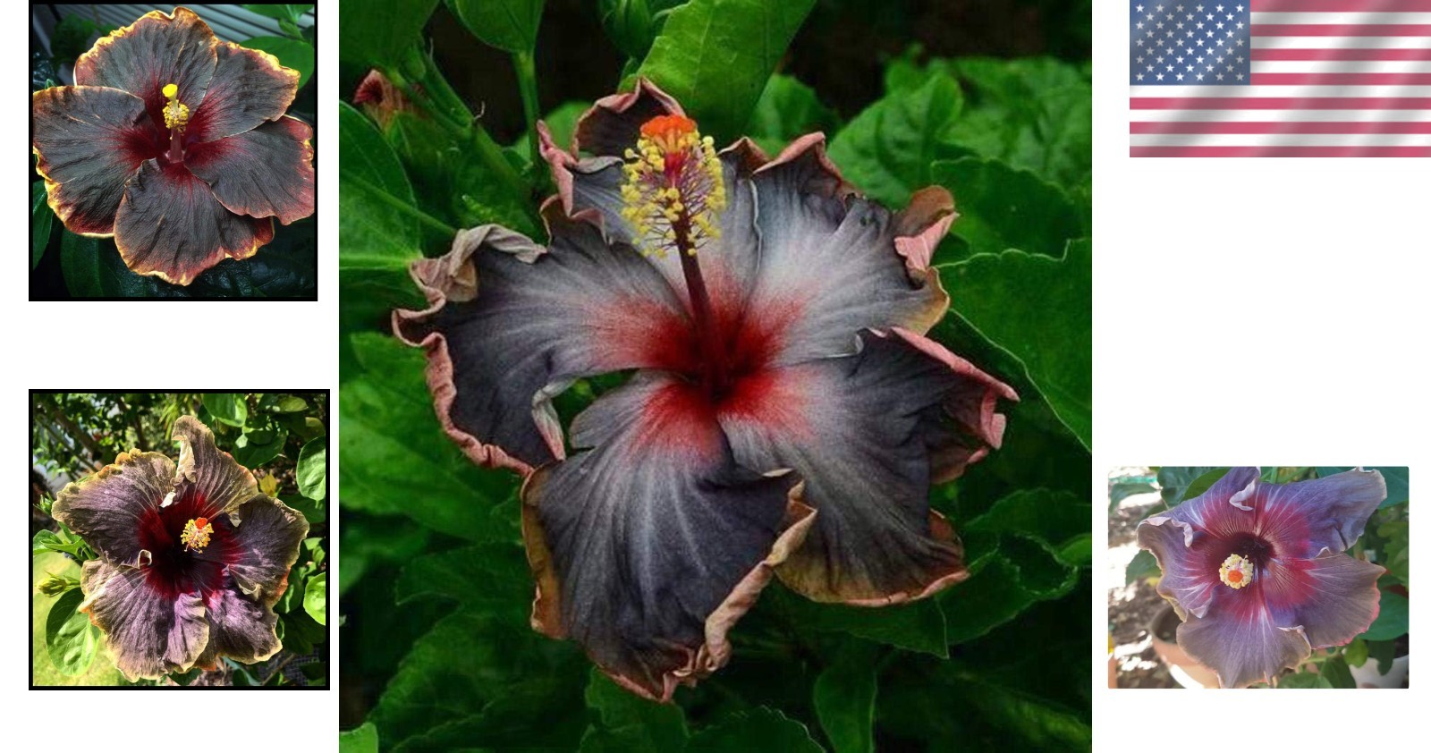Giant Heirloom ‘Black Rainbow’ Hibiscus Seeds – 20 Count for Vibrant Blooms