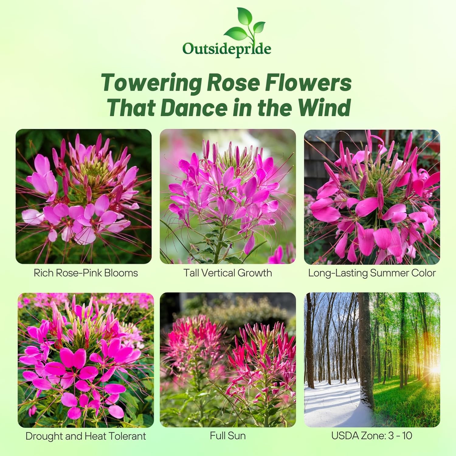 1000 Seeds Cleome Drought Tolerant Spider Flower Rose Queen Garden Plant