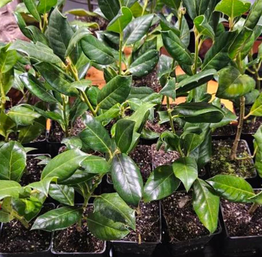25 Live Nellie R. Stevens Holly Trees – 4–6” Tall – 3” Pot – Evergreen Shrubs