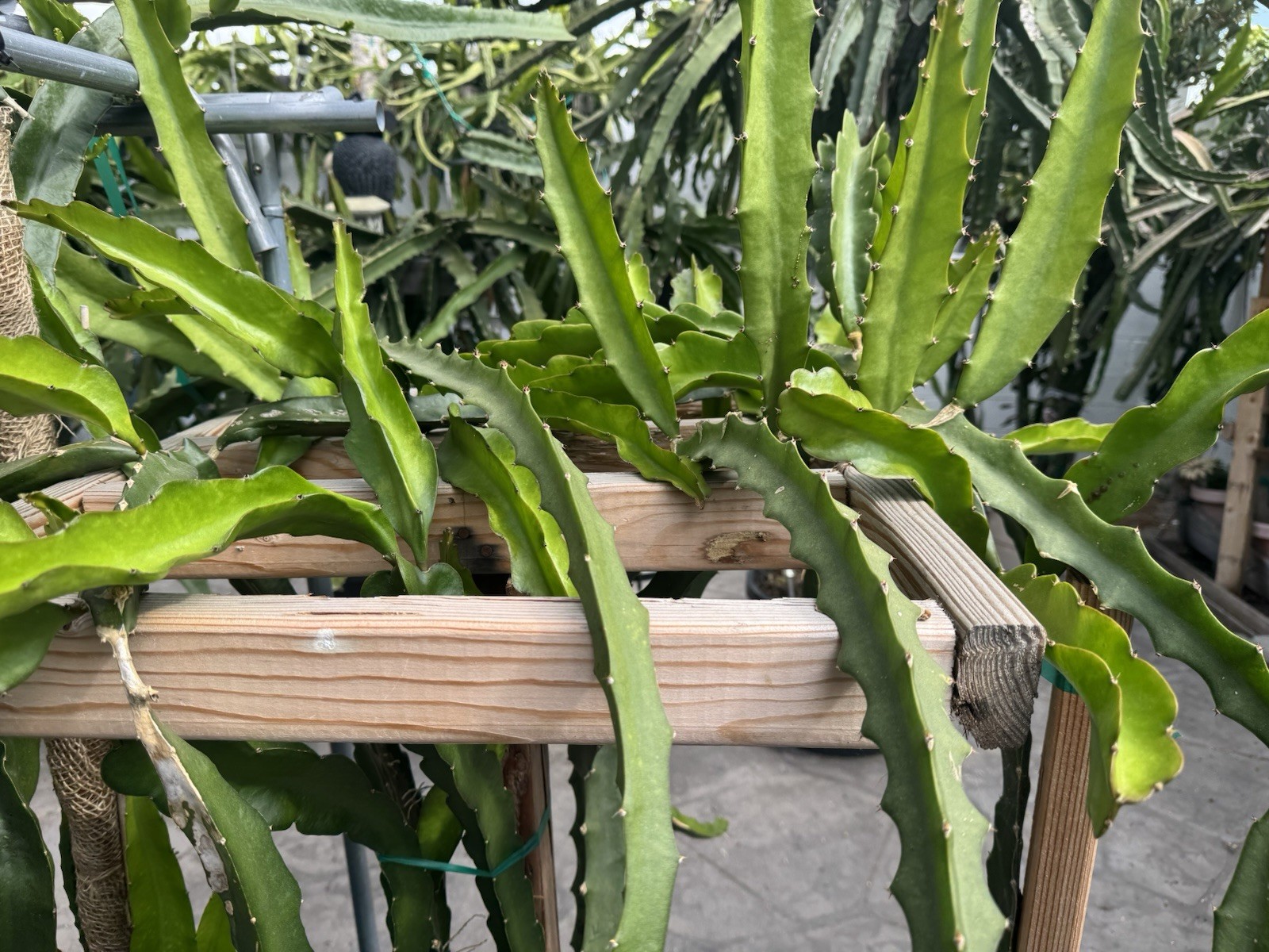 Dragon Fruit Cutting Connie Gee aka Pitaya, Organic 8-12 inches