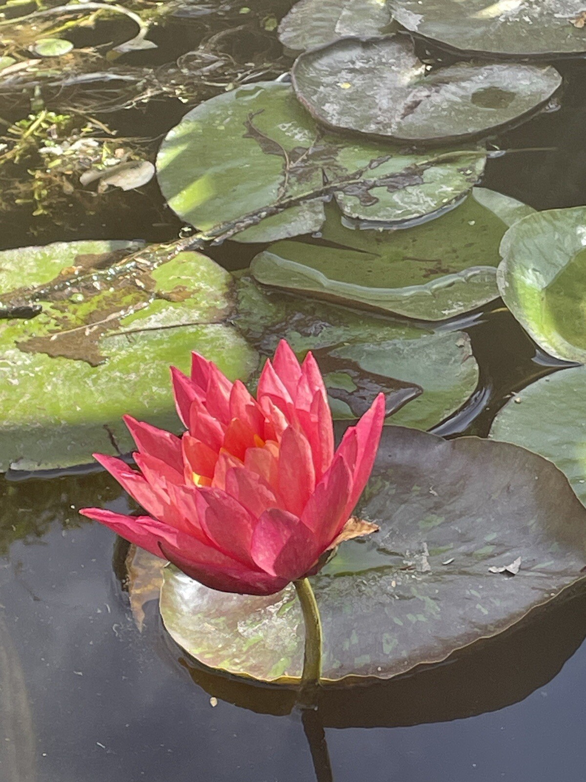 Wanvisa Cold Hardy Water Lily With Many Pads &free Bog Plant
