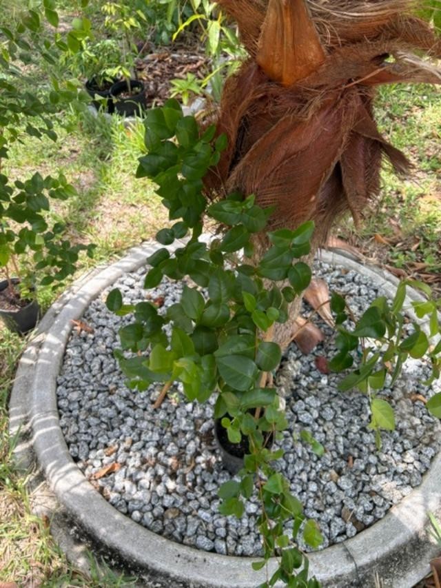 ~24 MO TRIPLE SURINAM BLACK CHERRY SEEDLINGS (EUGENIA UNIFLORA/LOLITA CULTIVAR)