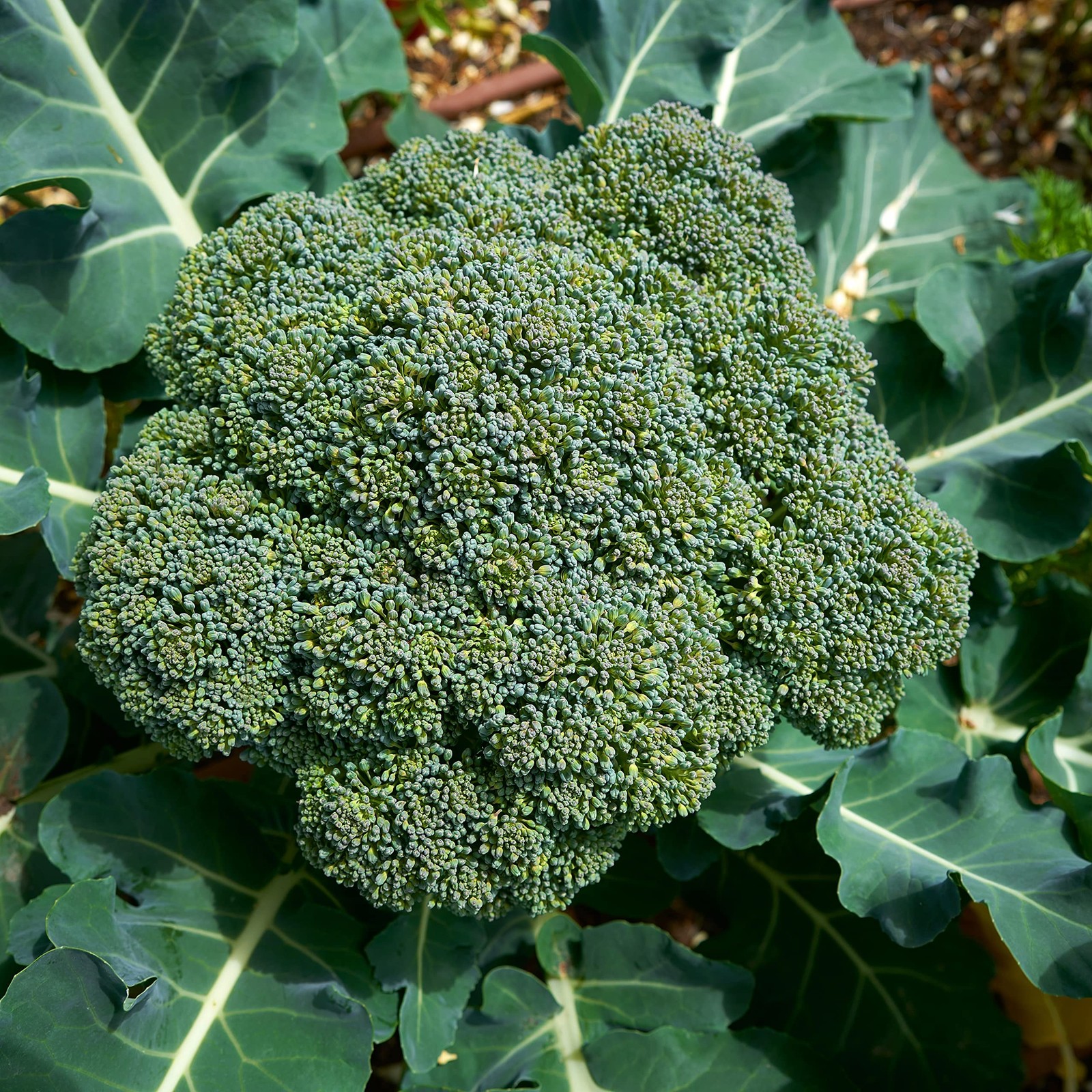 Purely Organic Broccoli Seeds (Waltham 29) – Approx 750 – USDA Green
