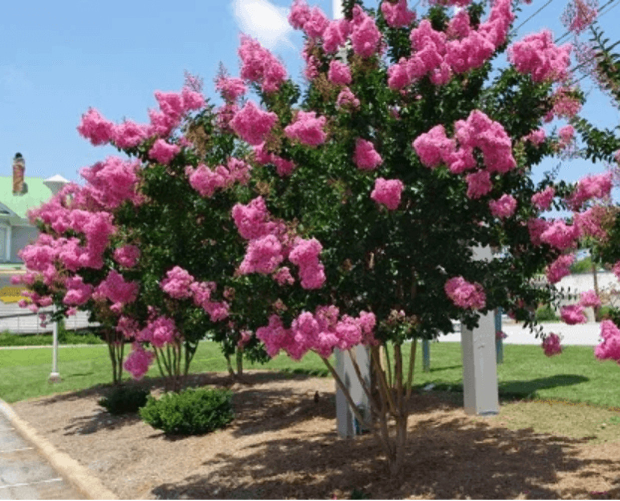 Hopi Crape Myrtle: Vibrant, Fragrant Blooms for Your Landscape, Pollinator Favor
