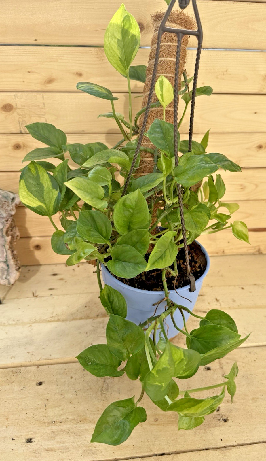 Emerald pothos 3 Leaf 3 Node Cutting, Ships in Moss – Quick Grower