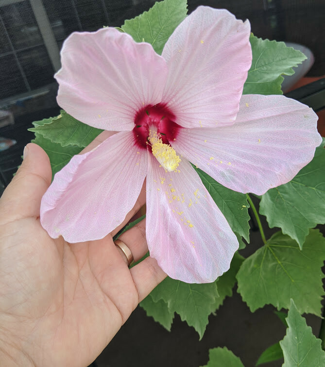 PINK SWAMP ROSE MALLOW (hibiscus grandiflorus). 50 seeds (2022 crop)