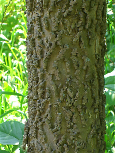 Hackberry, Celtis occidentalis, Tree Seeds