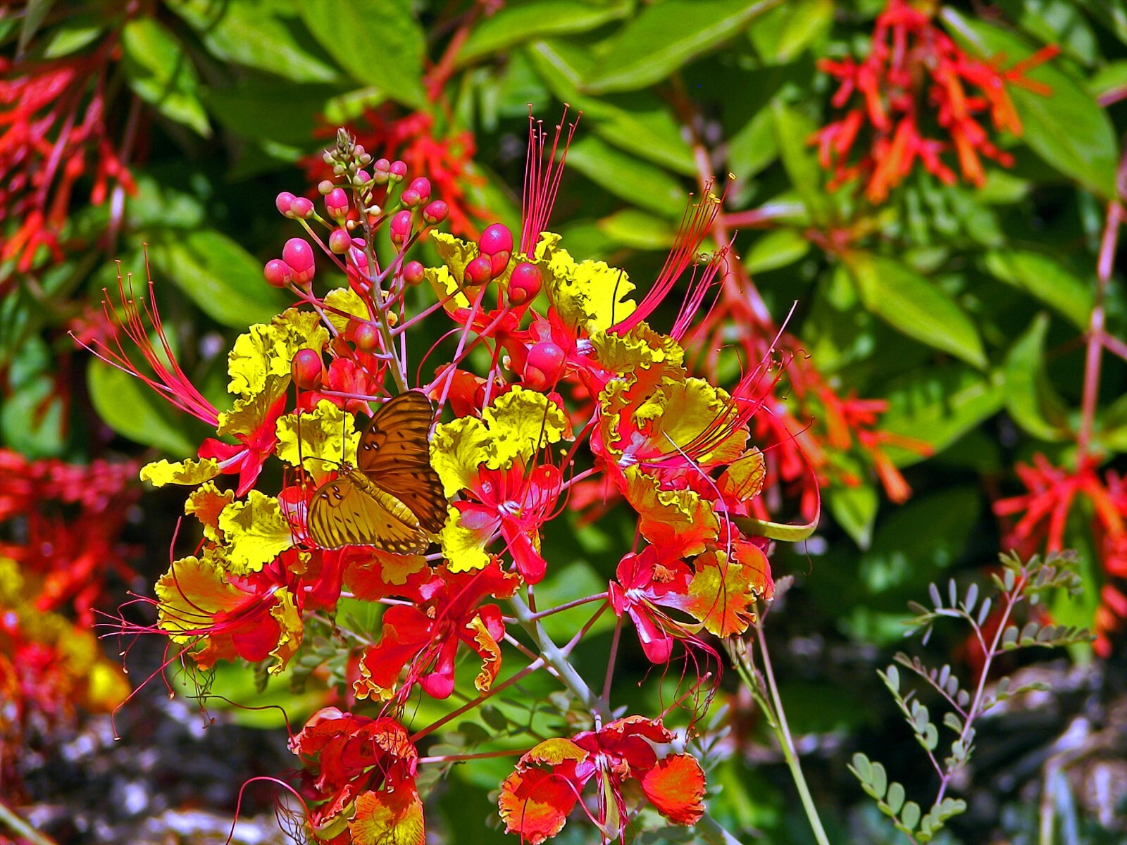 MEXICAN RED BIRD of PARADISE SEEDS (C. Pulcherrima) DWARF POINCIANA Flower Shrub