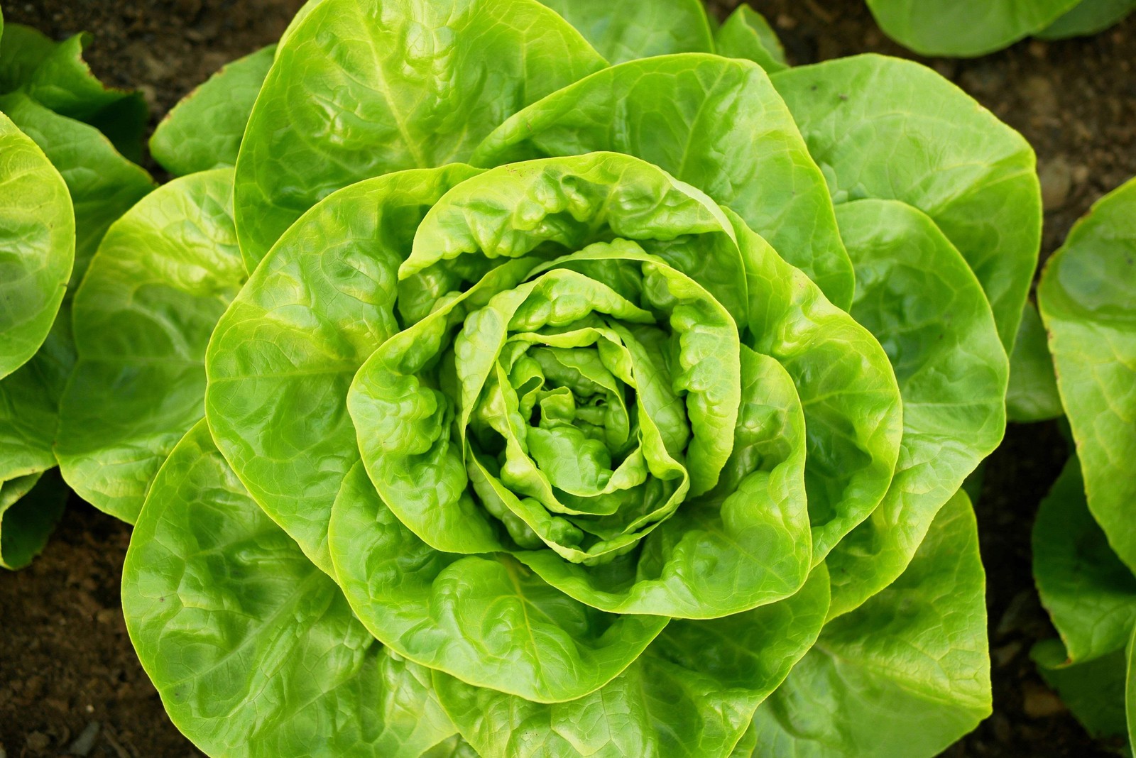 3000 WHITE BOSTON LETTUCE 12″ Green Butterhead Lactuca Sativa Vegetable Seeds