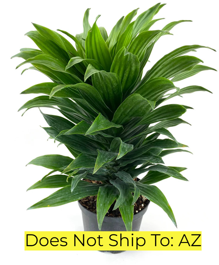 Dracaena Reflexa Plant Live Song Of Jamaica Indoor 2 Gallon Pot 32-36 Inch Tall