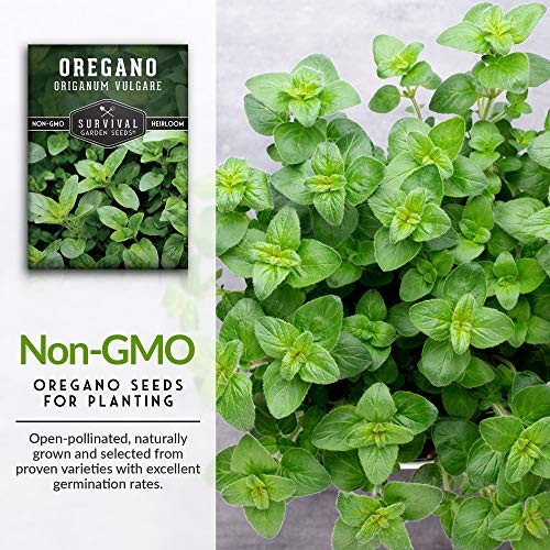 Oregano Seeds for Planting – Origanum Vulgare Culinary Herb for Italian 1