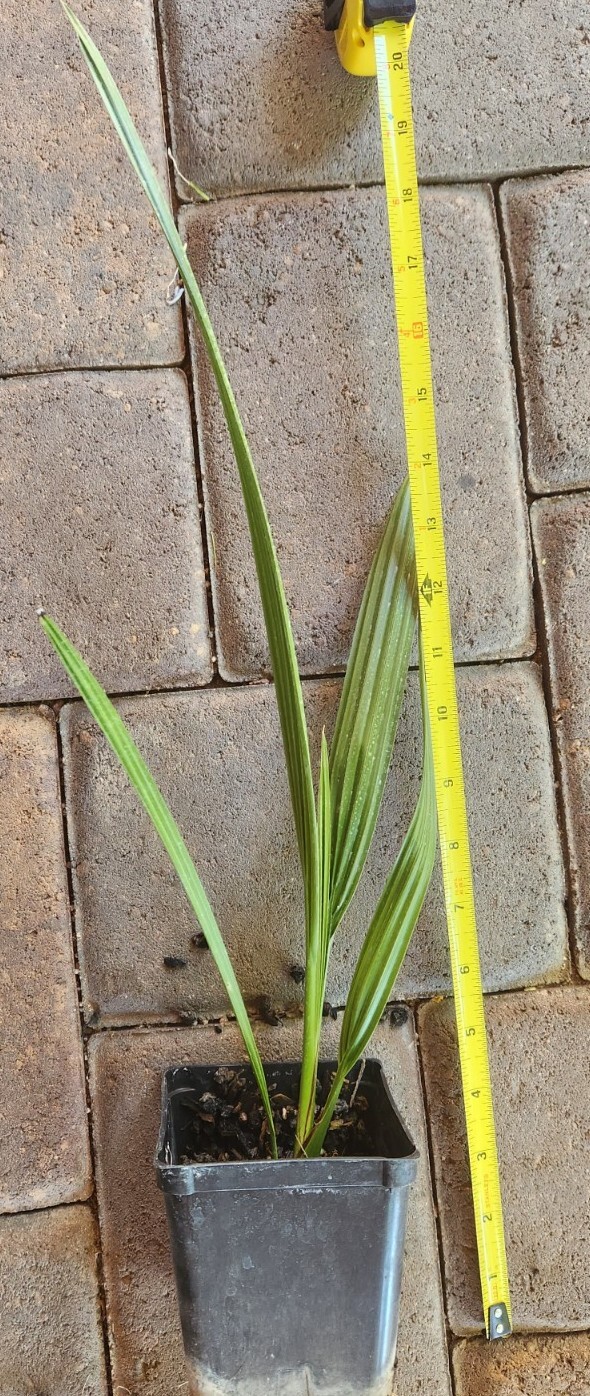 18+” 3+ Yr Old, 1 Medjool Date Palm, Phoenix Dactylifera Sapling In 3.5″ Pot