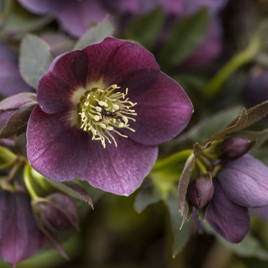 Hellebores Lenten Rose Ruby Red ONE (1) Bareroot Healthy Well Rooted Plant