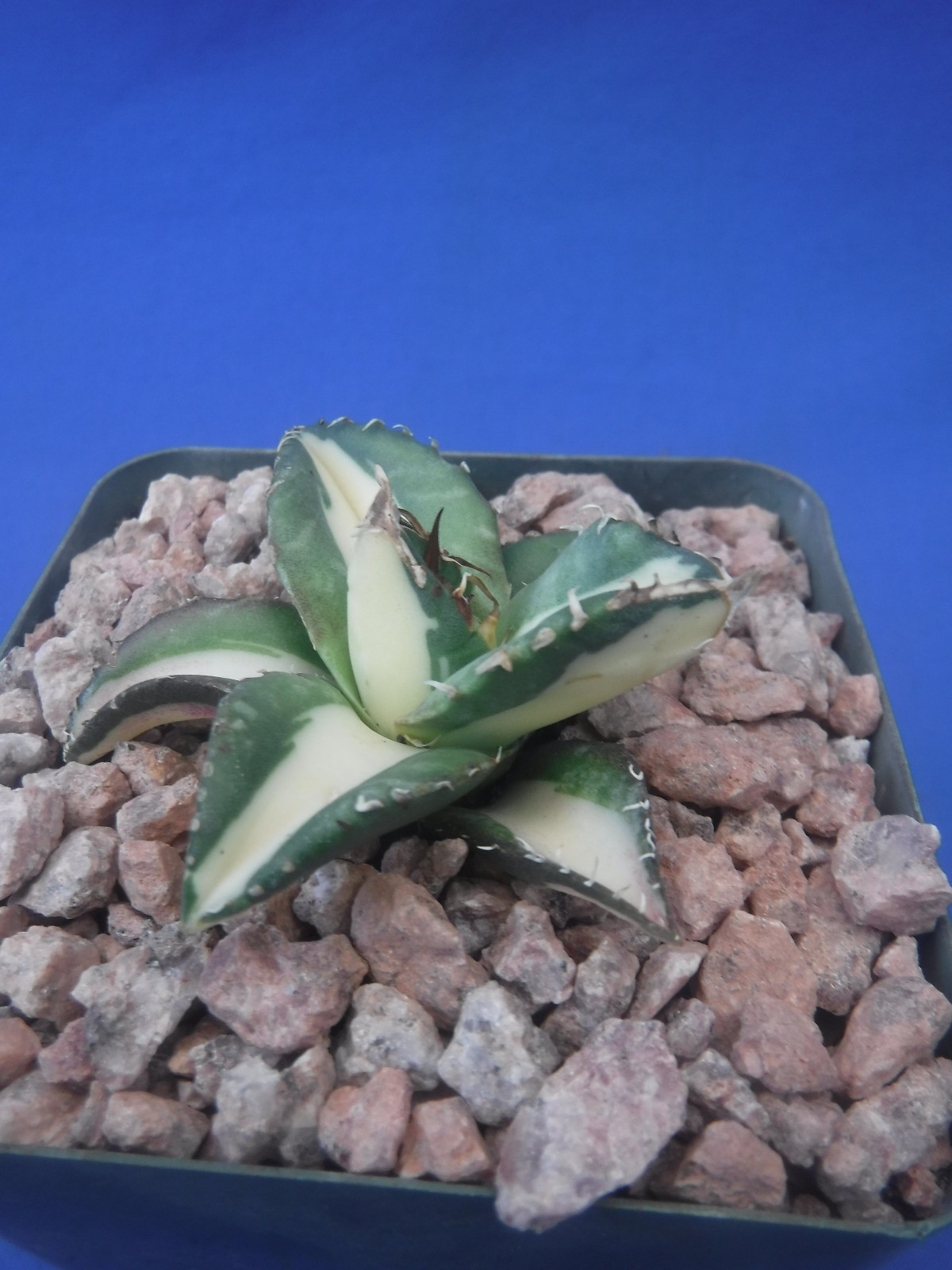 Agave titanota “Sabertooth Tiger” Cousin of “Snaggle Tooth” VARIEGATED 2″-3″ Wd