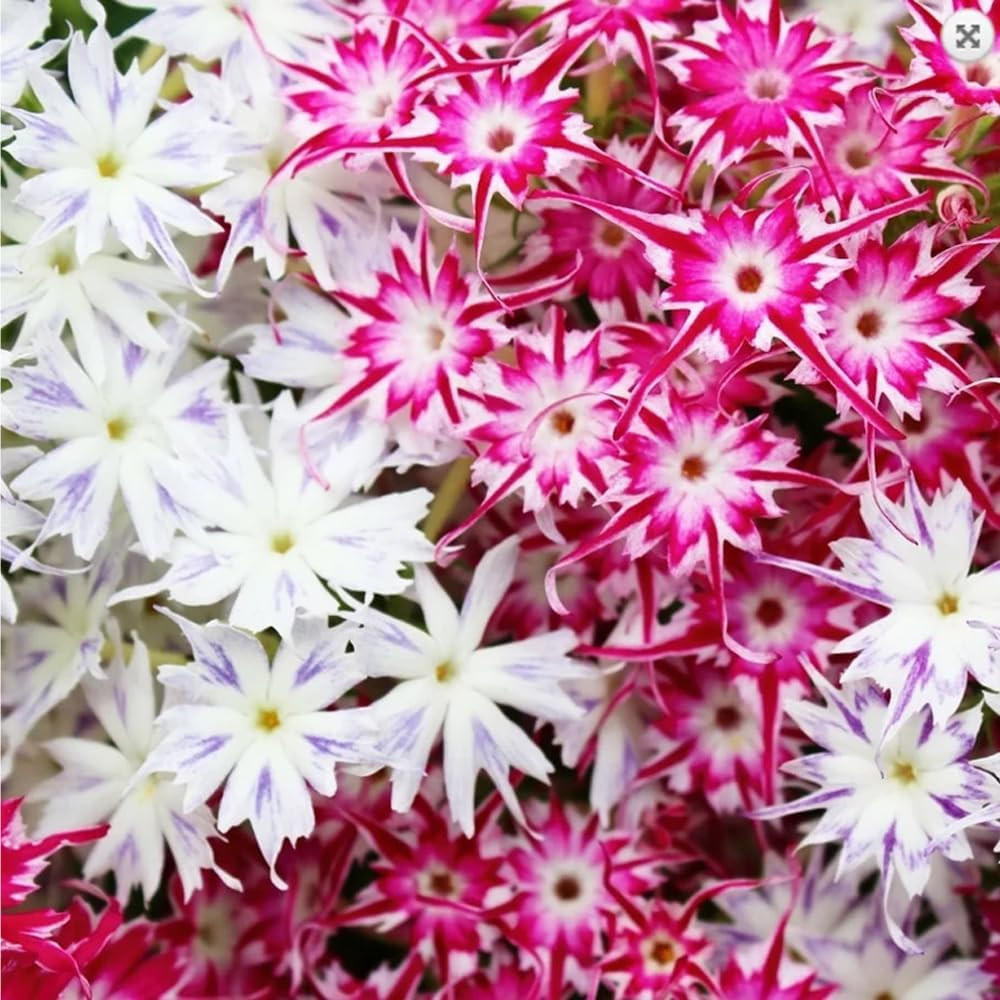 1508+ Creeping Mixed Phlox Seeds for Planting,Bright Perennial Creeping Phlox Se