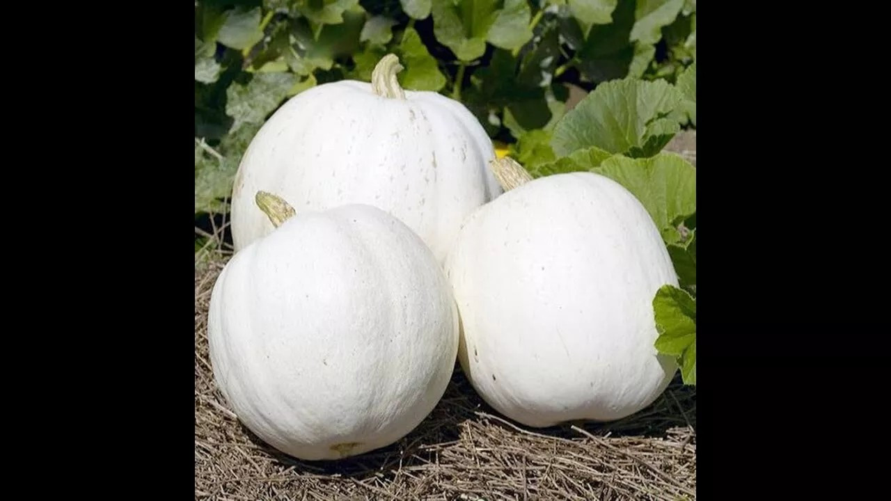 20 Casper White Pumpkin Seeds – NON-GMO — RARE – FRESH