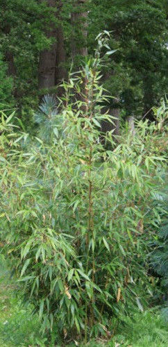 Fargesia robusta Wolong Live Clumping Bamboo Plant For Hedge or Specimen.