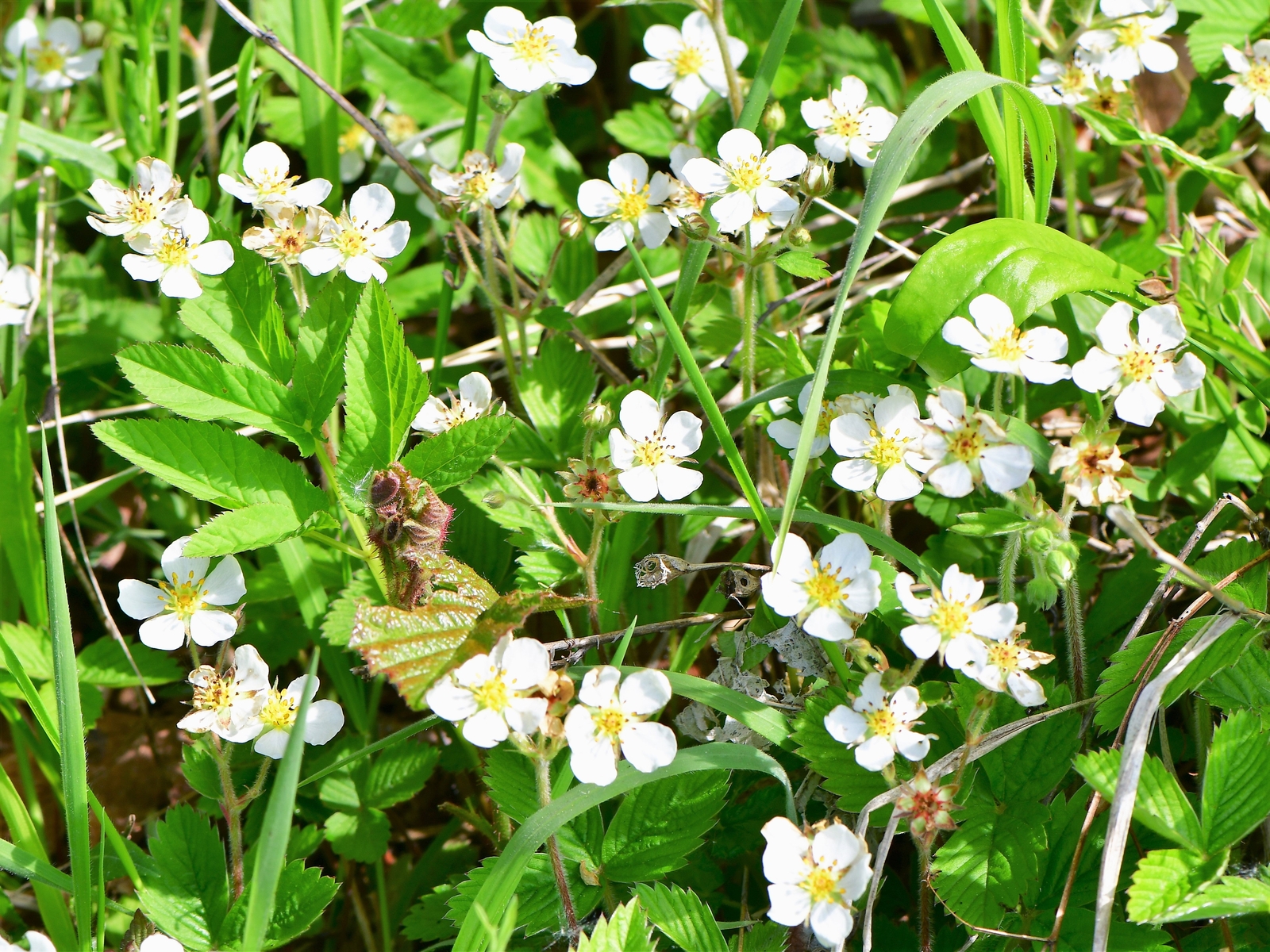 100 YELLOW WONDER STRAWBERRY Everbearing Heirloom Fragaria Vesca Fruit Seeds