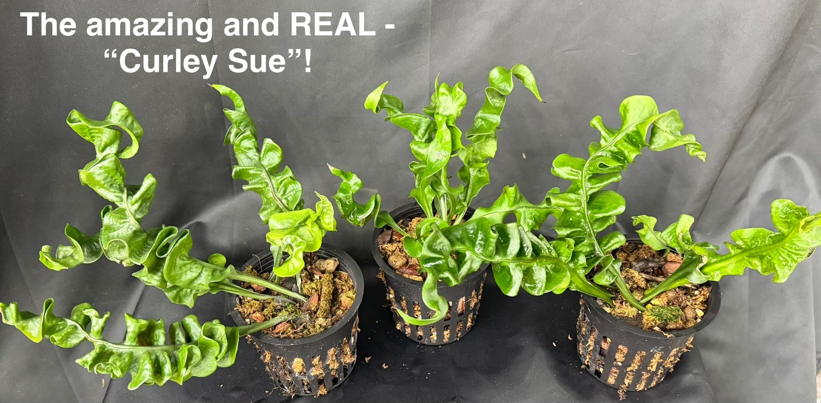 MICROSORUM CURLEY SUE!- not staghorn platycerium fern tropical – CRAZY RARE!
