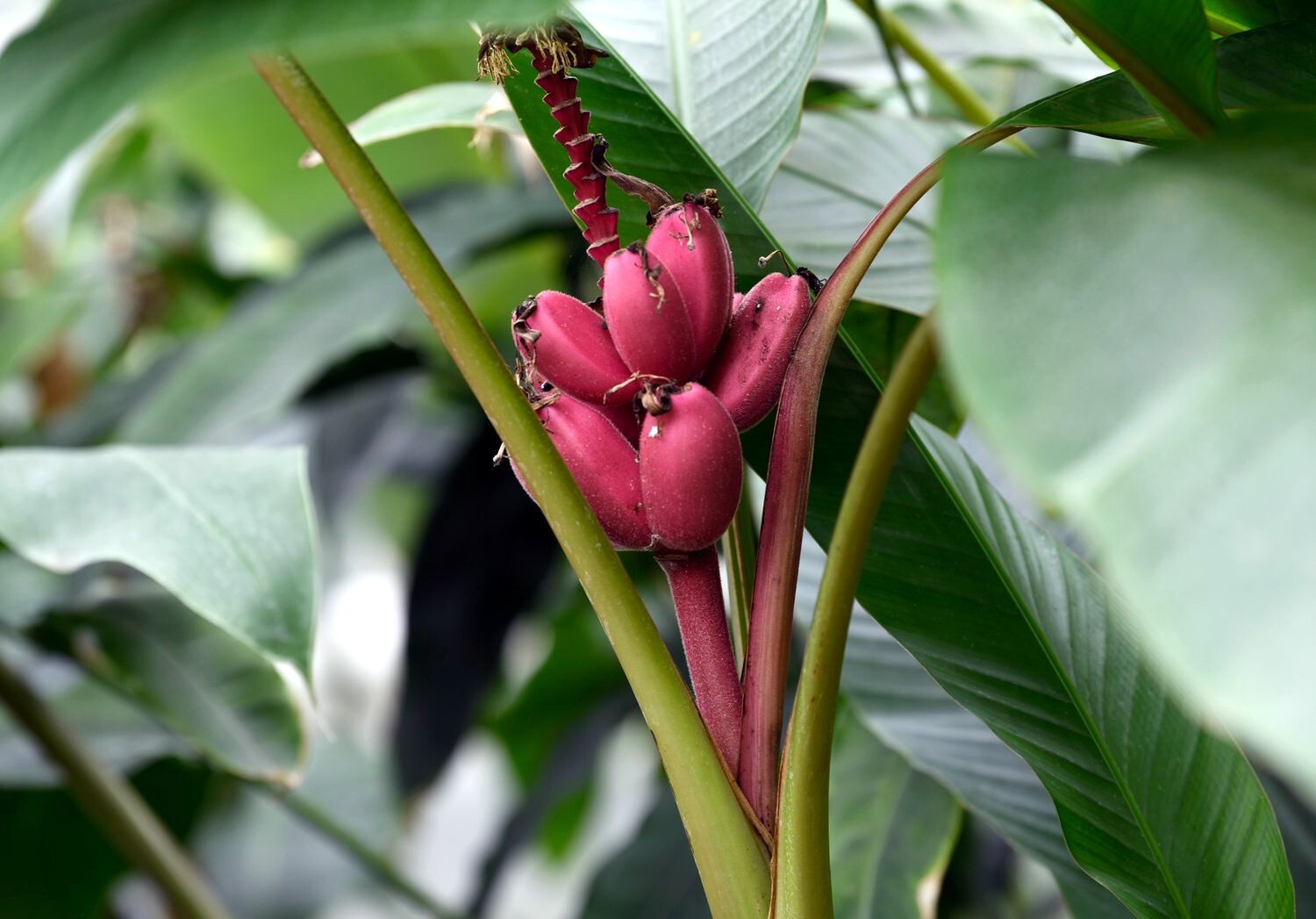 10 Pink Dwarf Banana Tree Fruit Plant Seeds (Musa velu.) Rare Fast Hardy-Zone 7b