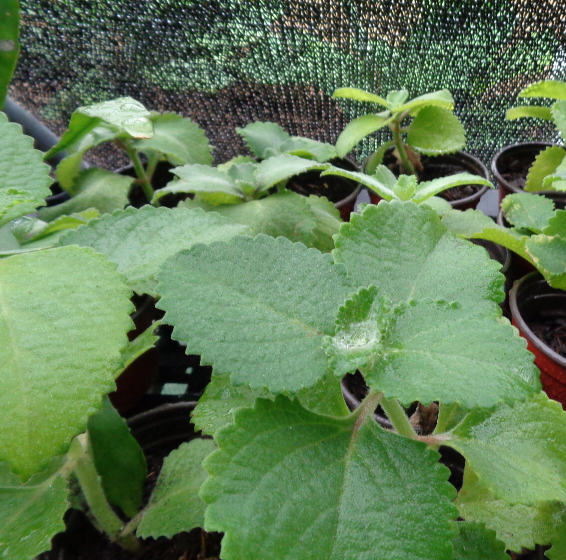 Cuban Oregano Mexican Mint Spanish Thyme Well Rooted Starter Plant 5-7″ Bareroot