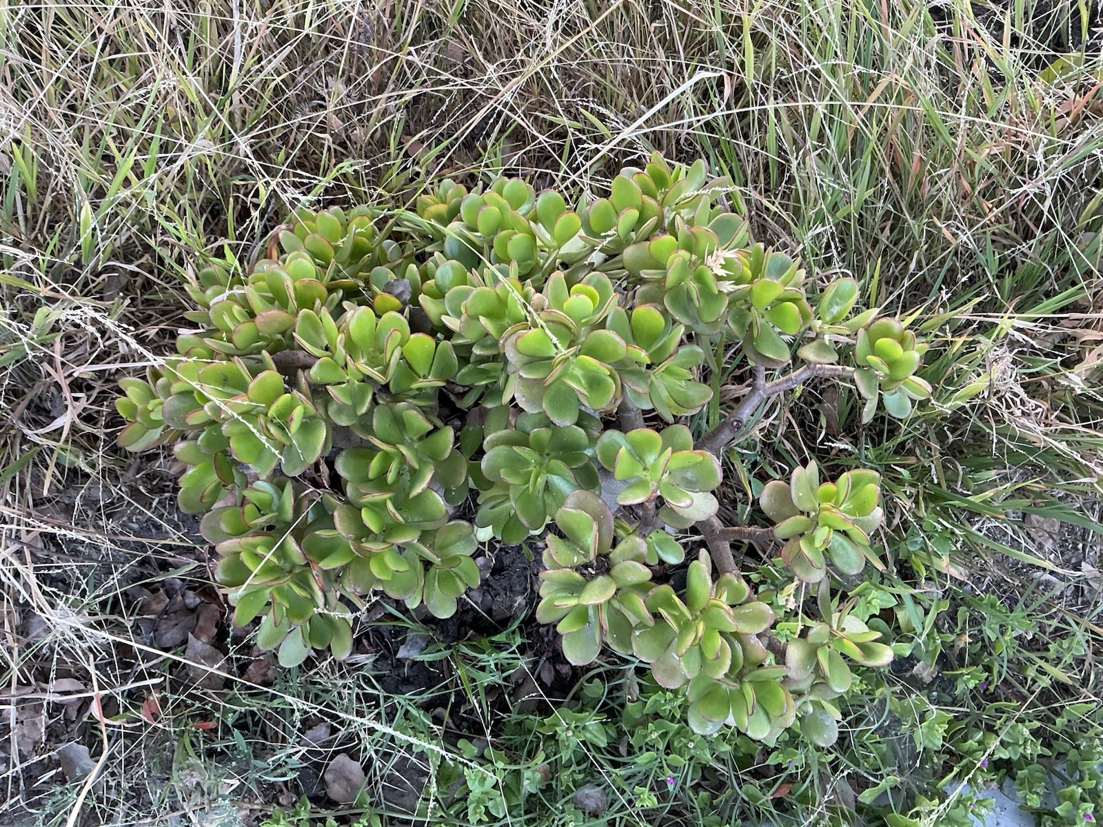 Lot Of 2 green Crassula Ovata Jade Plants , Rooted 15” To 17” tall with roots
